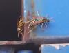 Polistes dominula